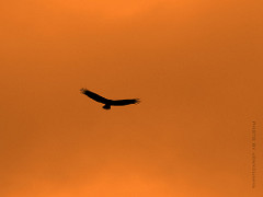 bird-freedom.jpg bird-freedom.jpg